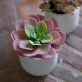 Succulente in vaso